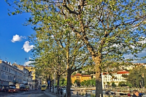 platane