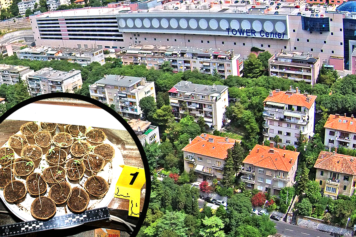 konoplja-pećine konoplja-pećine