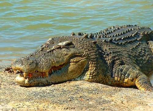 krokodil