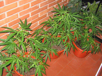 marihuana marihuana