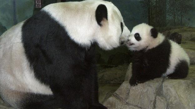panda1 panda1