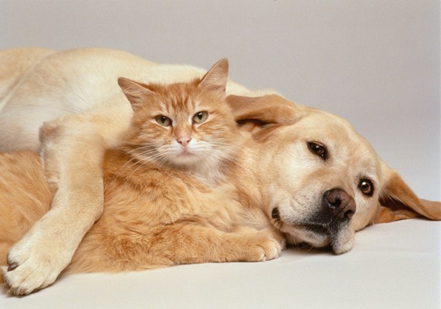 CAT AND DOG TOGETHER CAT AND DOG TOGETHER