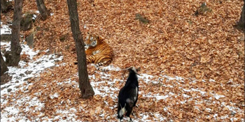 tigar-i-jarac