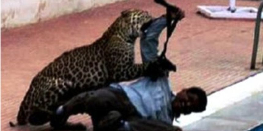 leopard