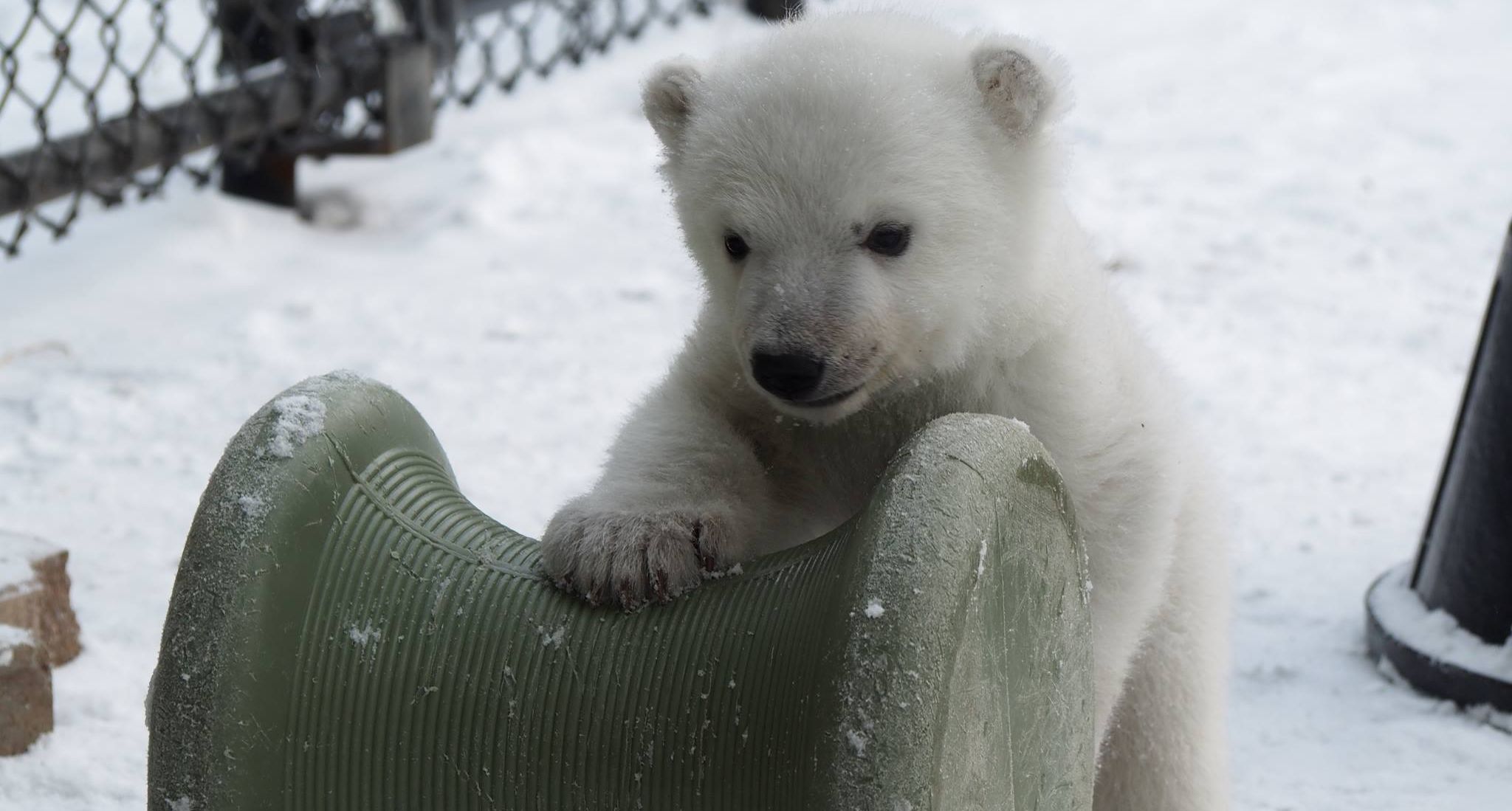 polar2