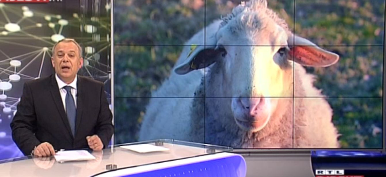 šprajc ovca šprajc ovca