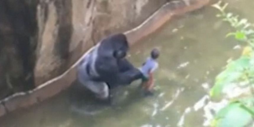 gorila zoo