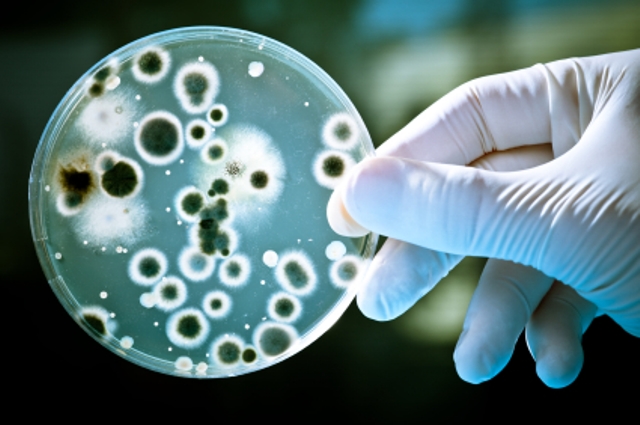 super-bacteria