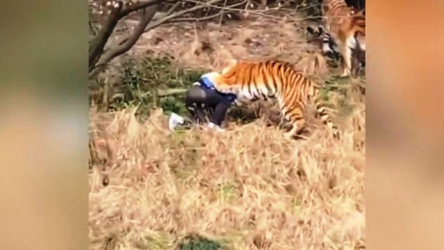 tigar kina