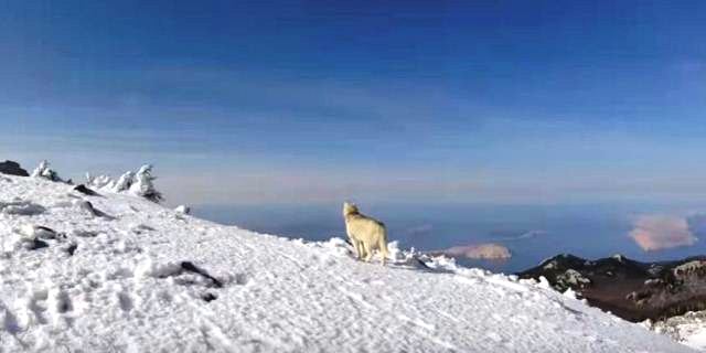 velebit