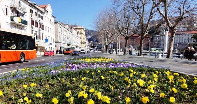 fiumara cvijeće