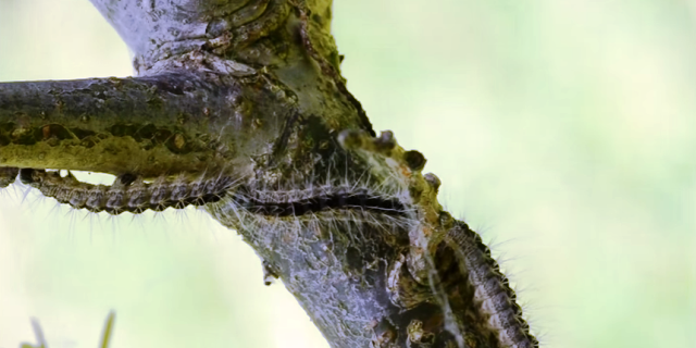 gusjenica