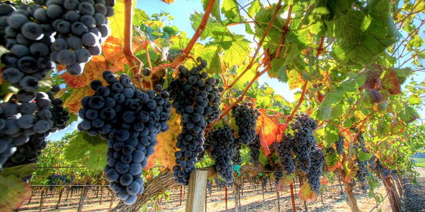 vinograd