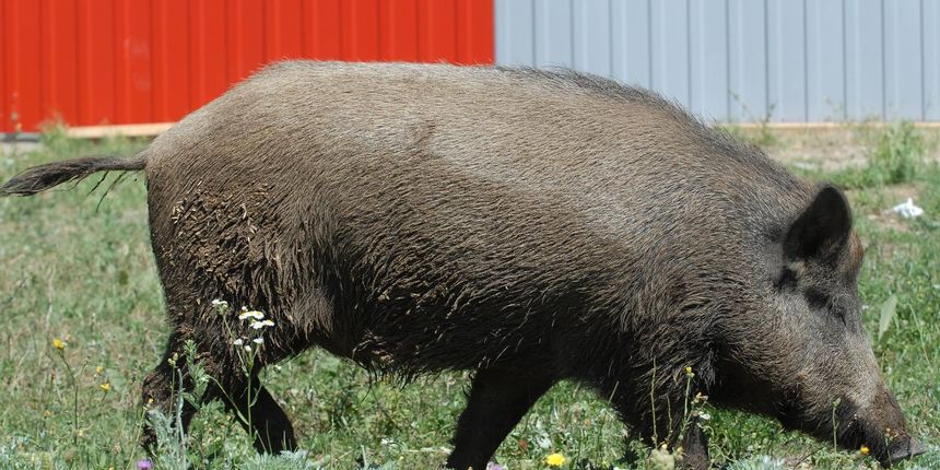 divlja svinja dino stanin pixsell