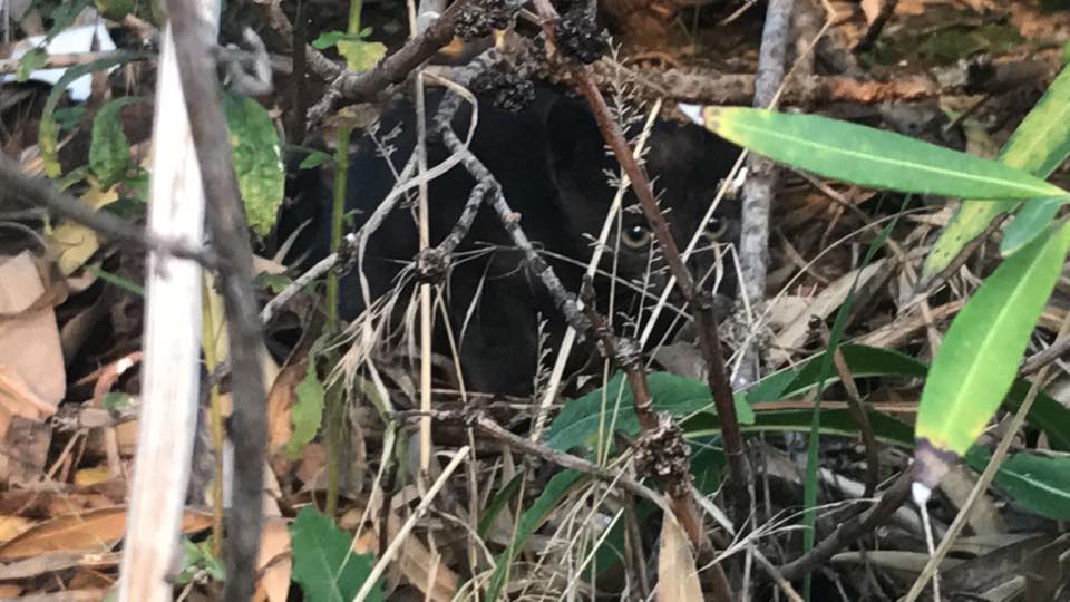 maca1