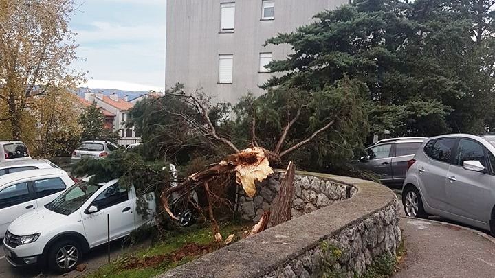 stablo drenova2 stablo drenova2