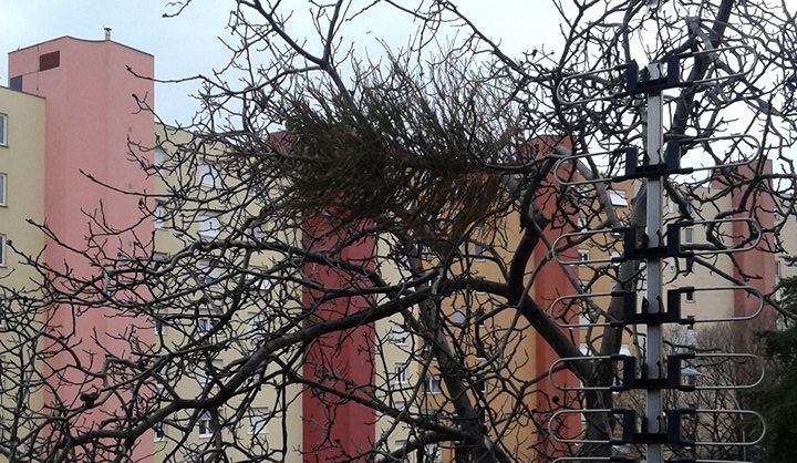 jelka na stablu – Copy
