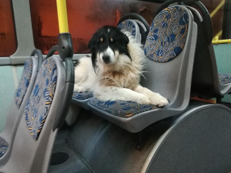 psi duja2 psi duja2