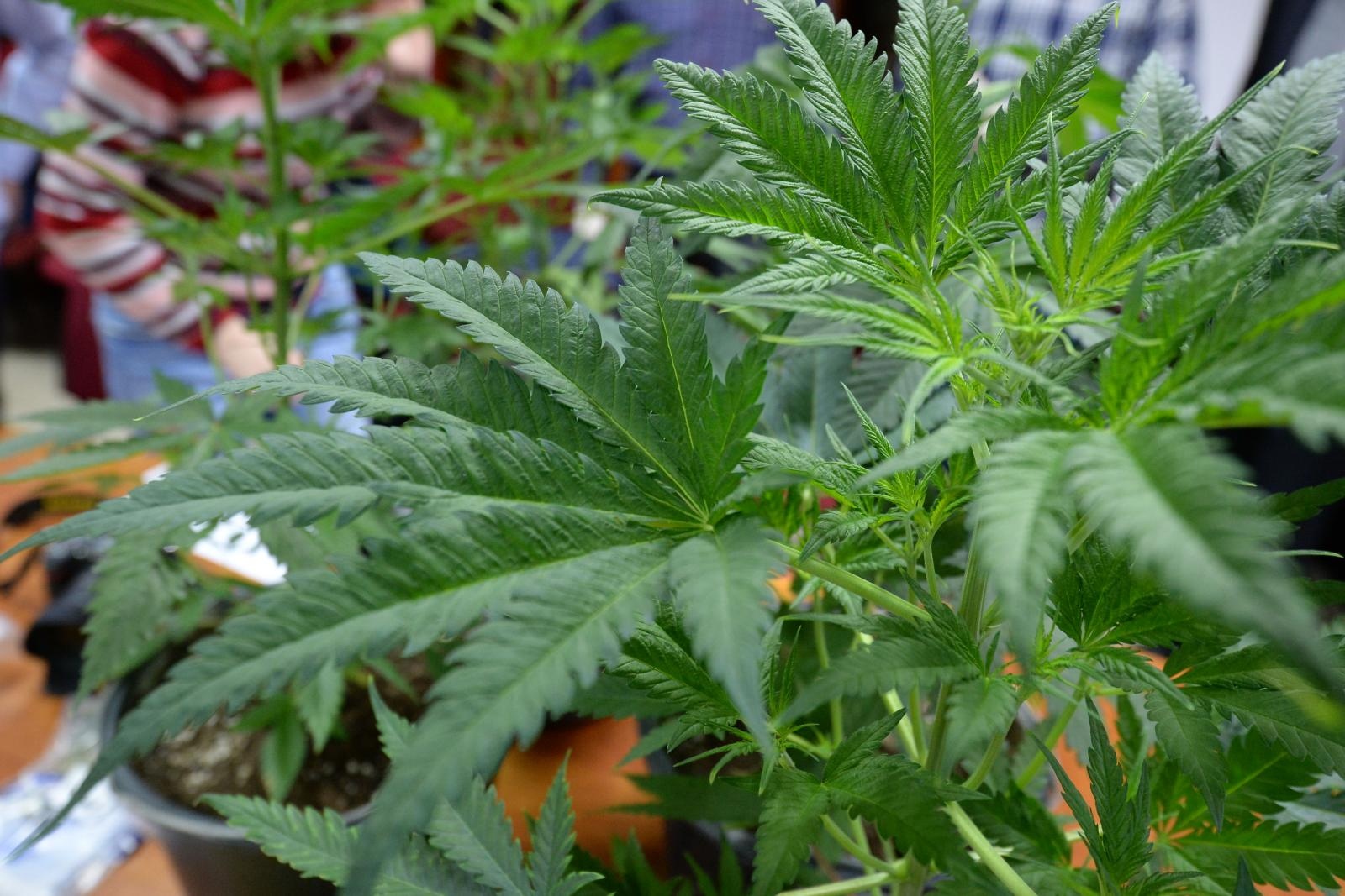 marihuana uzgoj policija