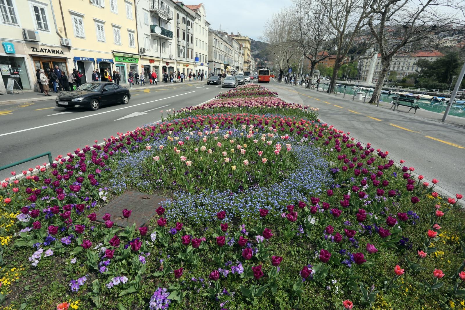 cvijeće proljeće fiumara
