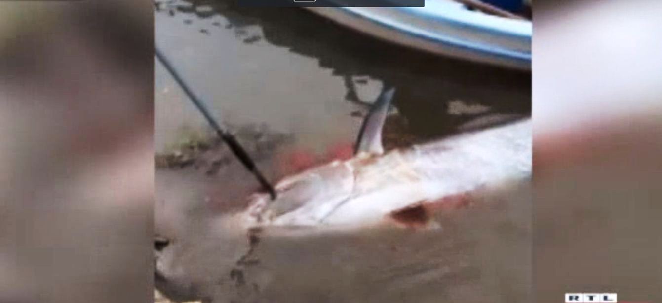 tuna bibinje tuna bibinje