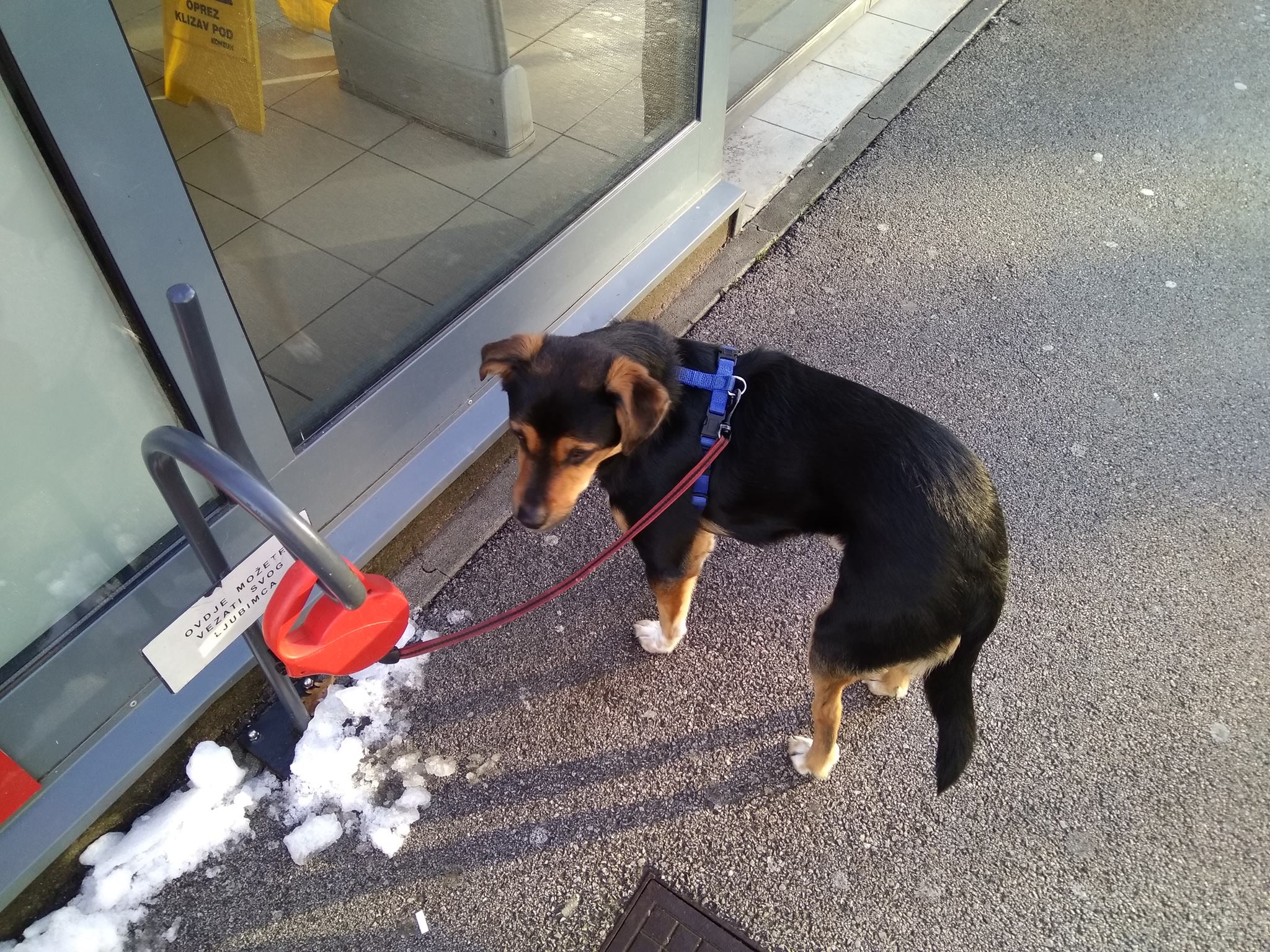 pasi isprid dućana pasi isprid dućana