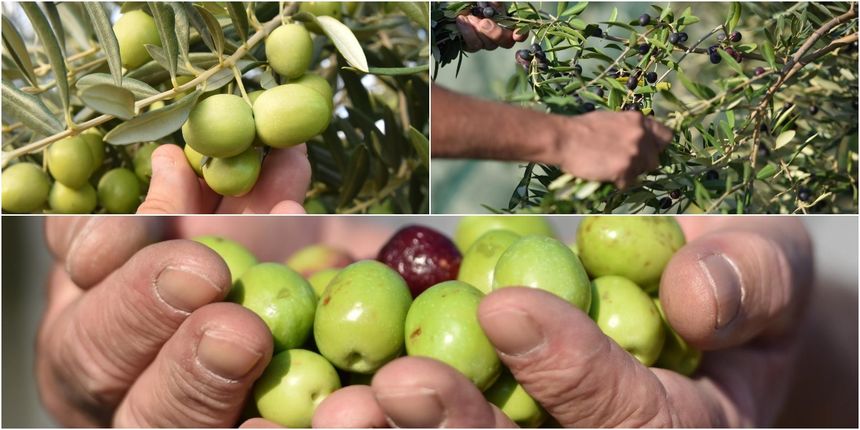 masline branje pixsell masline branje pixsell