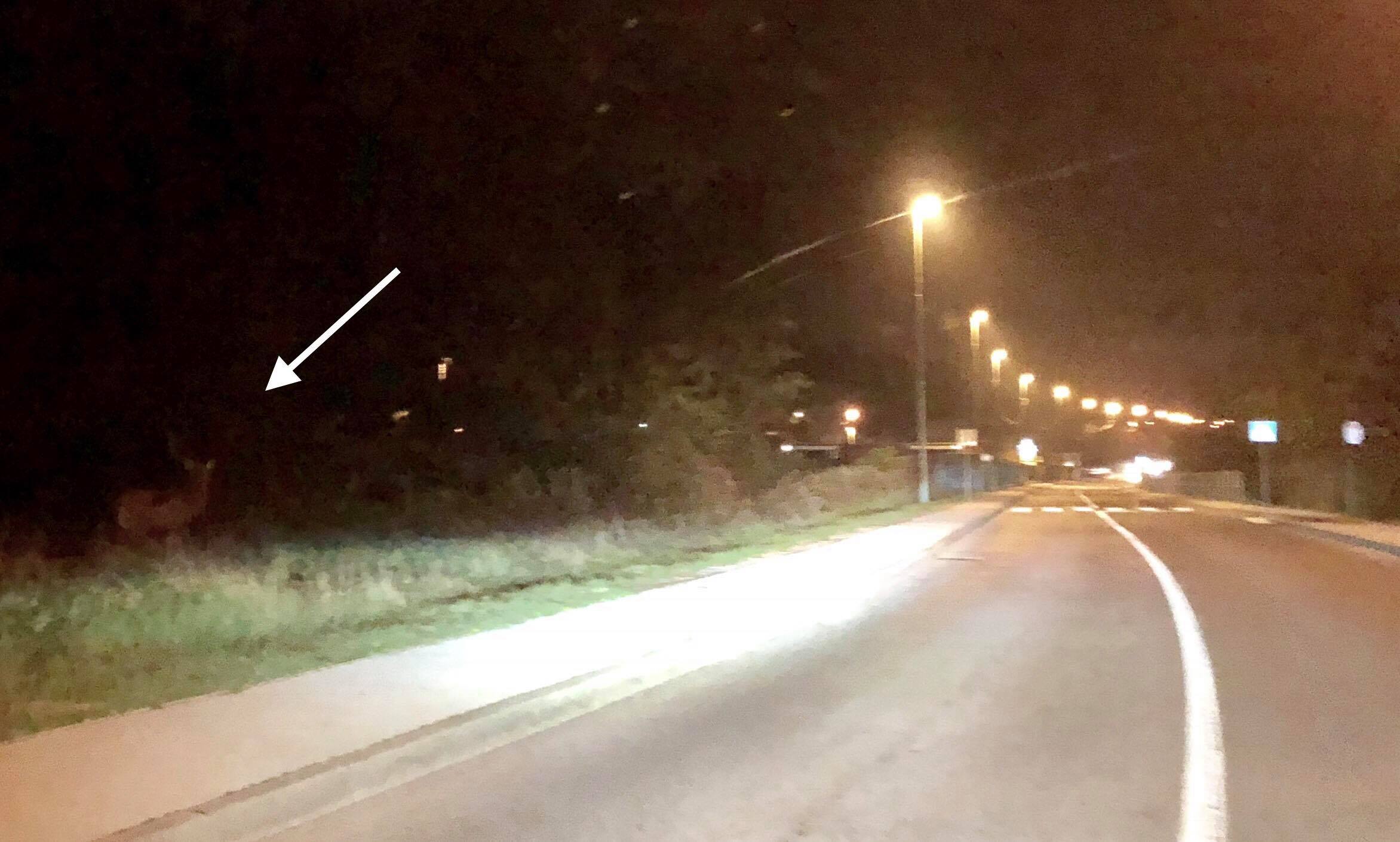 divljač1 divljač1