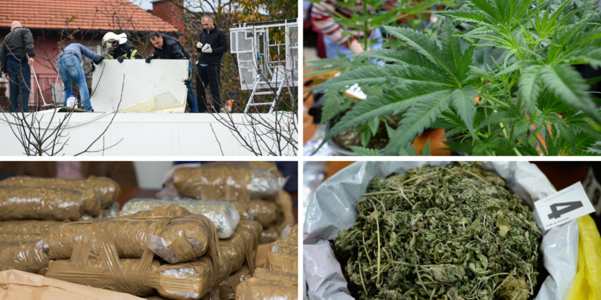 droga hrvatska ruta marihuana-kanabis-trava droga hrvatska ruta marihuana-kanabis-trava