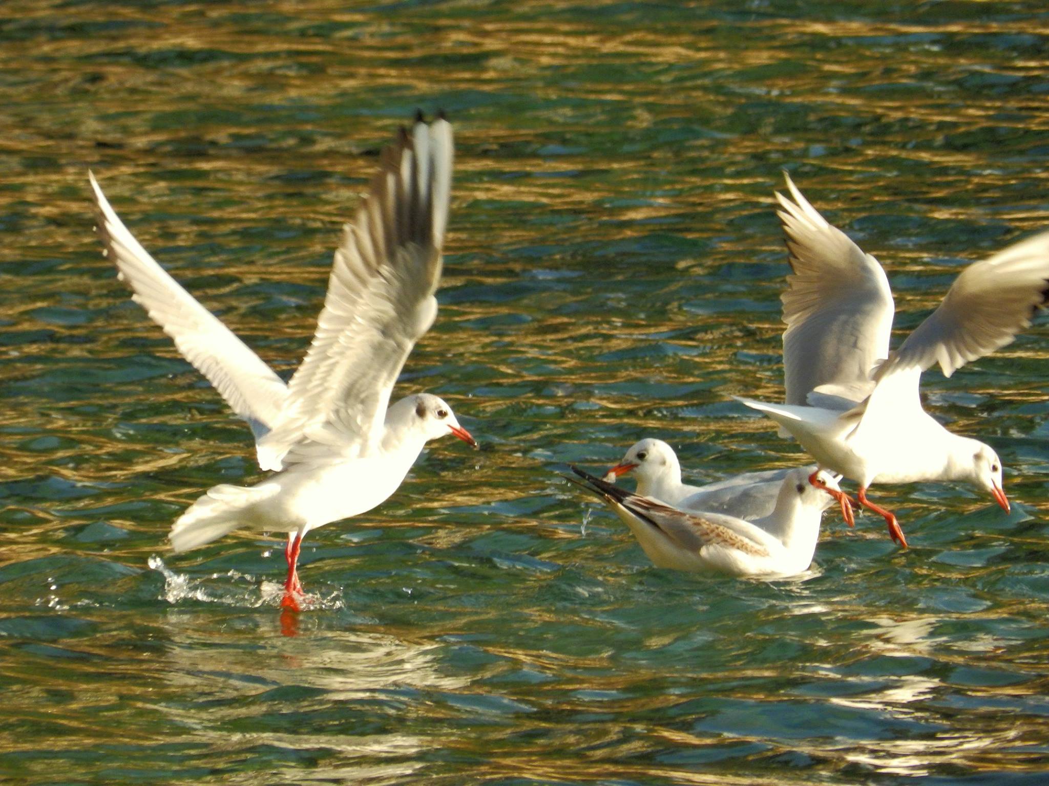 galebovi3 galebovi3