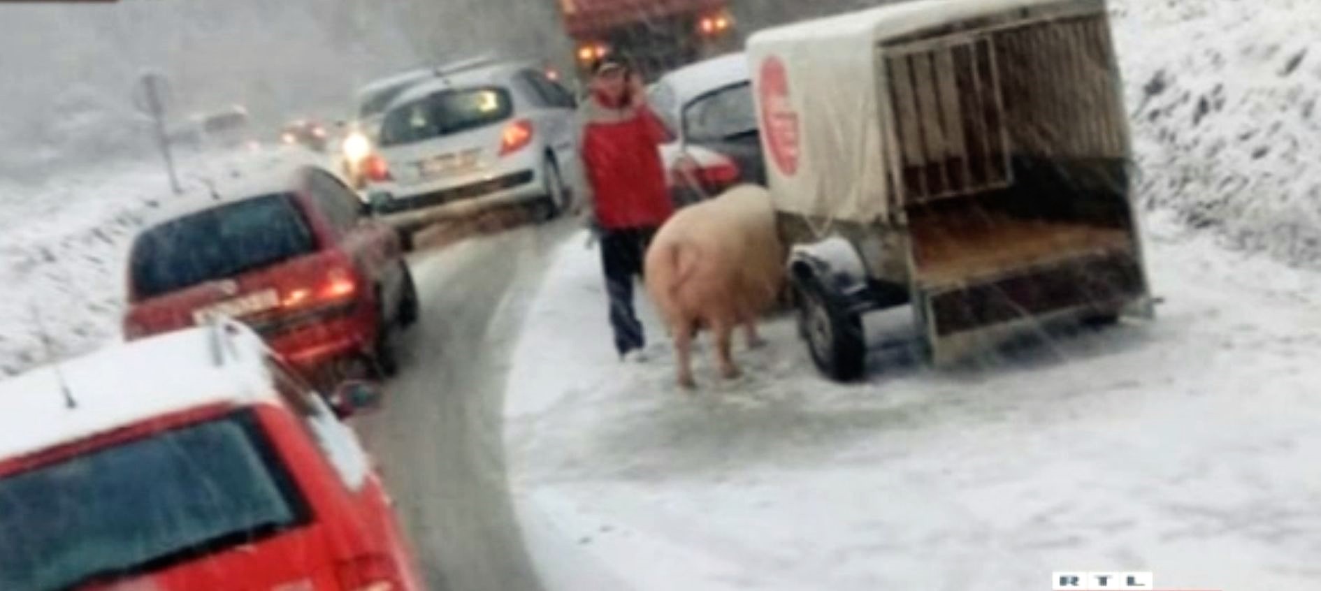 svinja bijeg