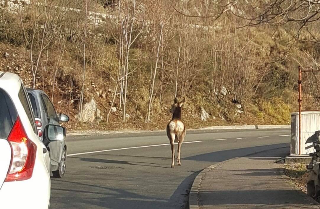 srna belići srna belići