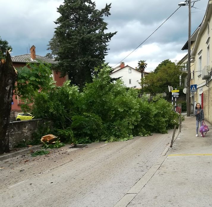 bura zamet drvo deny alilović problemi bura zamet drvo deny alilović problemi
