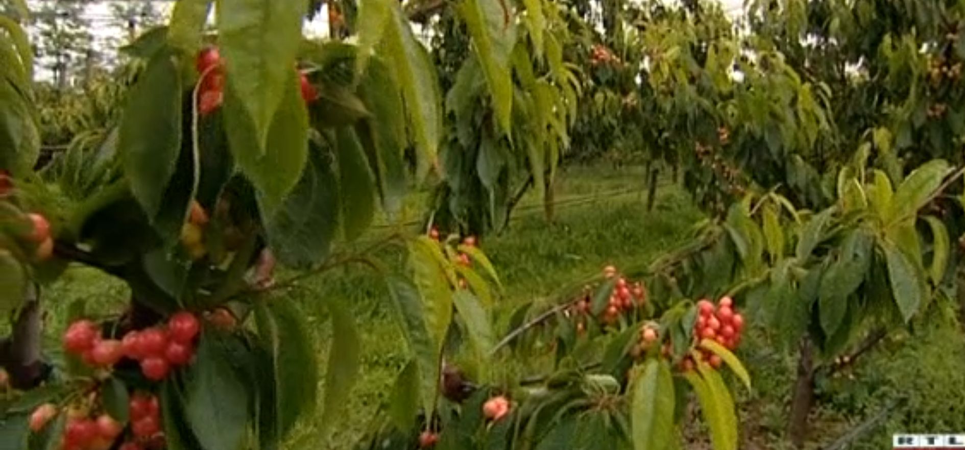 trešnje kiša trešnje kiša