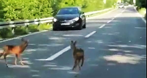 kostrena bambi kostrena bambi