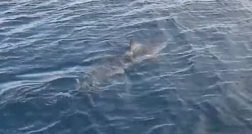 morski pas makarska2