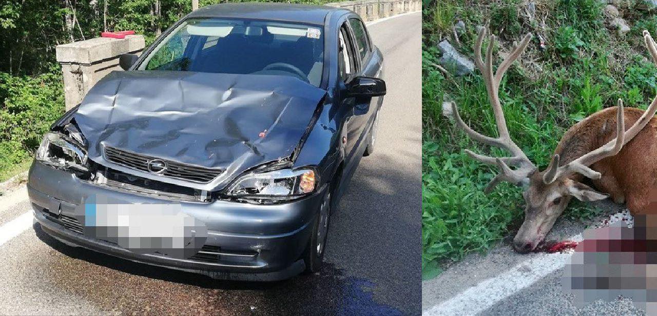 rupa jurdani divljač1