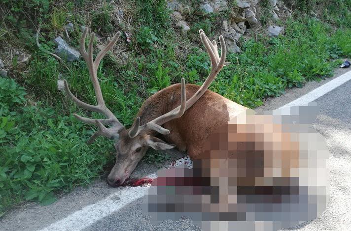 rupa jurdani divljač3 rupa jurdani divljač3