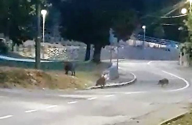 kostrena divlje svinje 180719 kostrena divlje svinje 180719