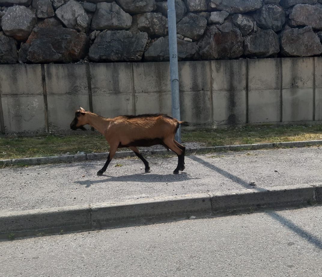 koza kukuljanovo koza kukuljanovo