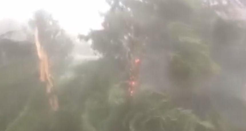munja stablo istra