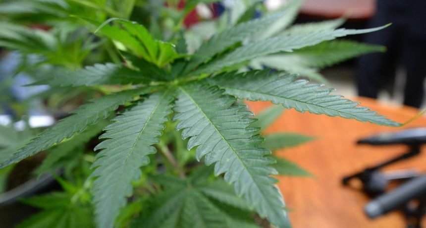 marihuana trava pixsell