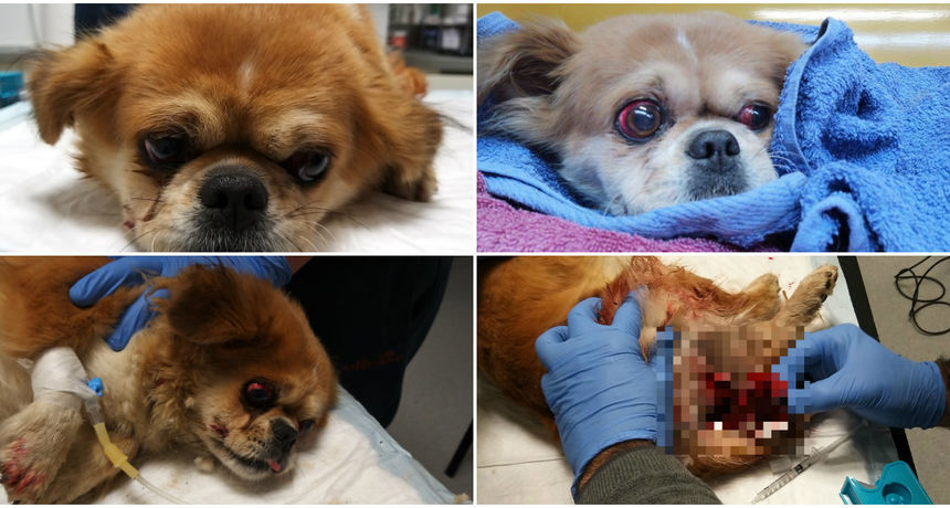 uznemirujuci-sadrzaj-krvava-kujica-nadjena-ispred-ambulante-u-zapresicu-sumnja-se-da-je-silovana-a9508ebb58fa6943cd39a25d6d08679c_view_article_new uznemirujuci-sadrzaj-krvava-kujica-nadjena-ispred-ambulante-u-zapresicu-sumnja-se-da-je-silovana-a9508ebb58fa6943cd39a25d6d08679c_view_article_new