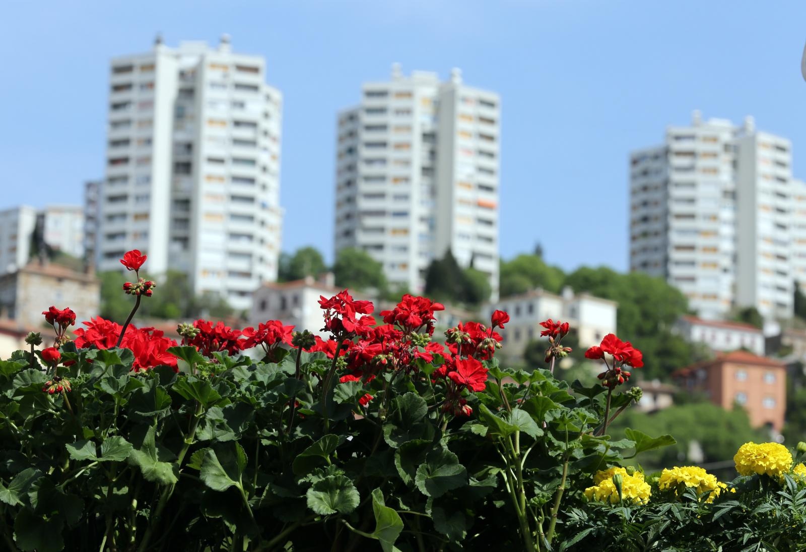 cvijeće rijeka