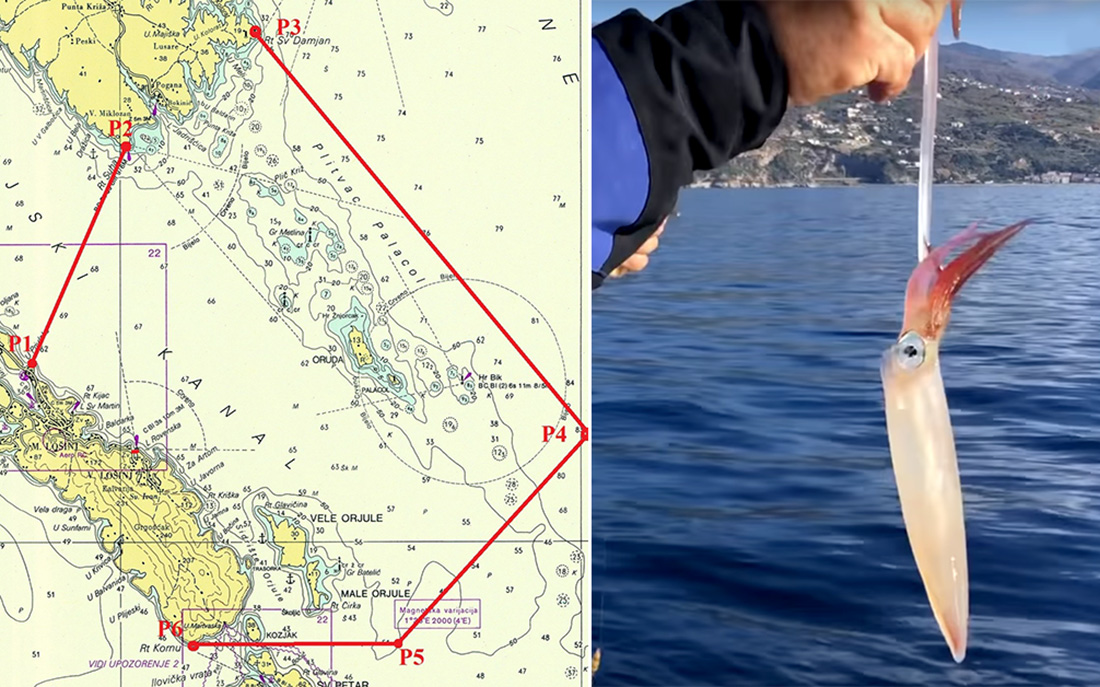 Lignjolov-Mali-Lošinj-1 Lignjolov-Mali-Lošinj-1