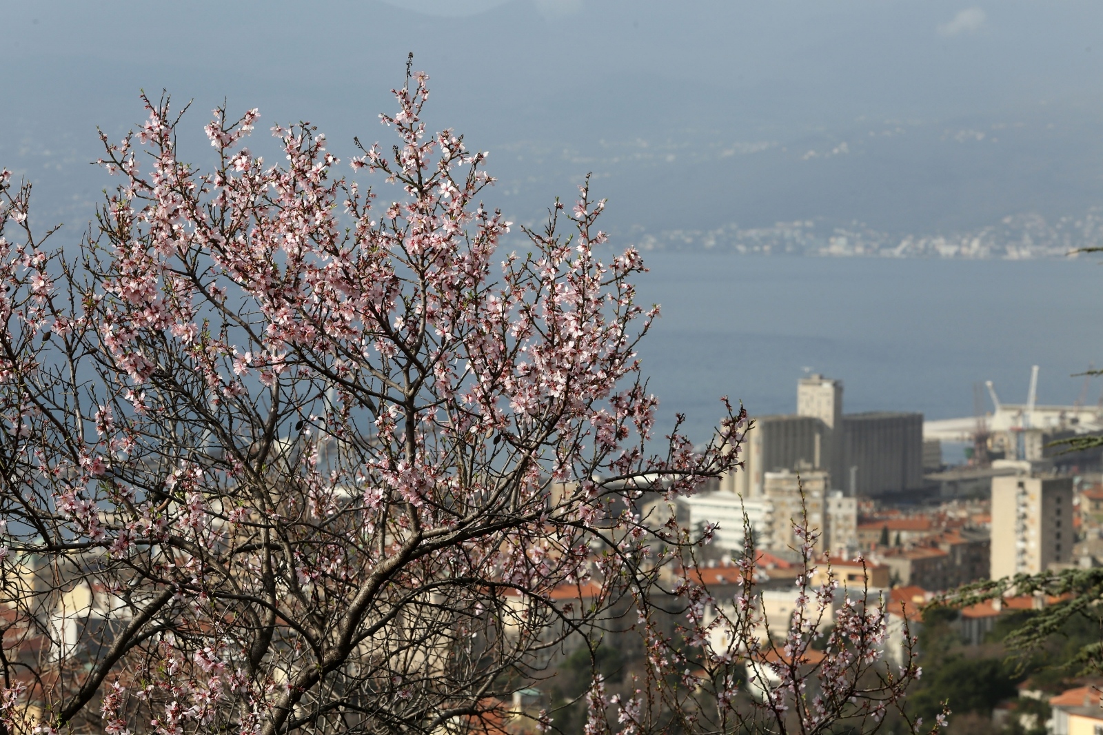 Rijeka: Prosvjetale voćke u vrtovima na Sušaku