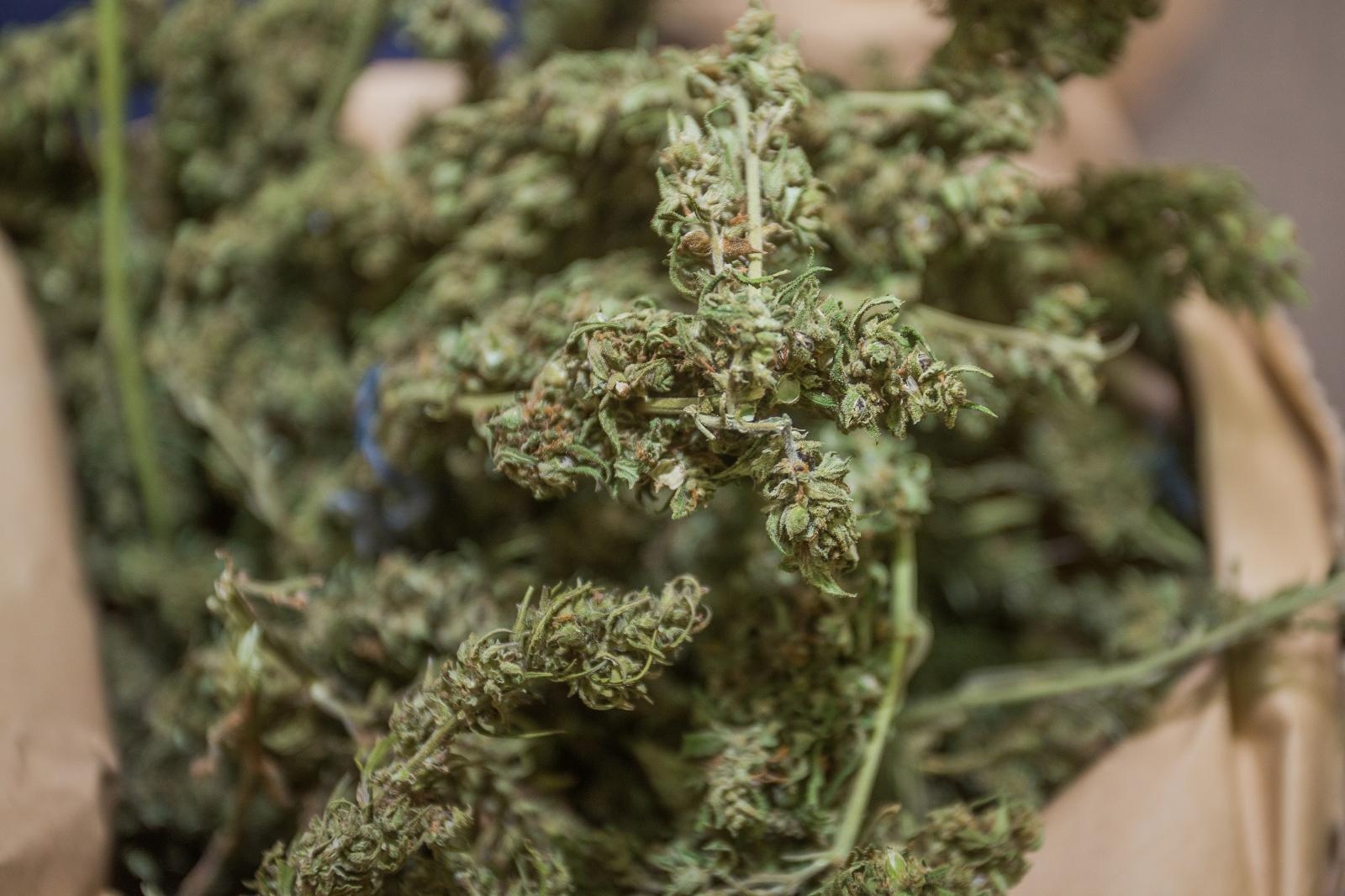 marihuana marihuana