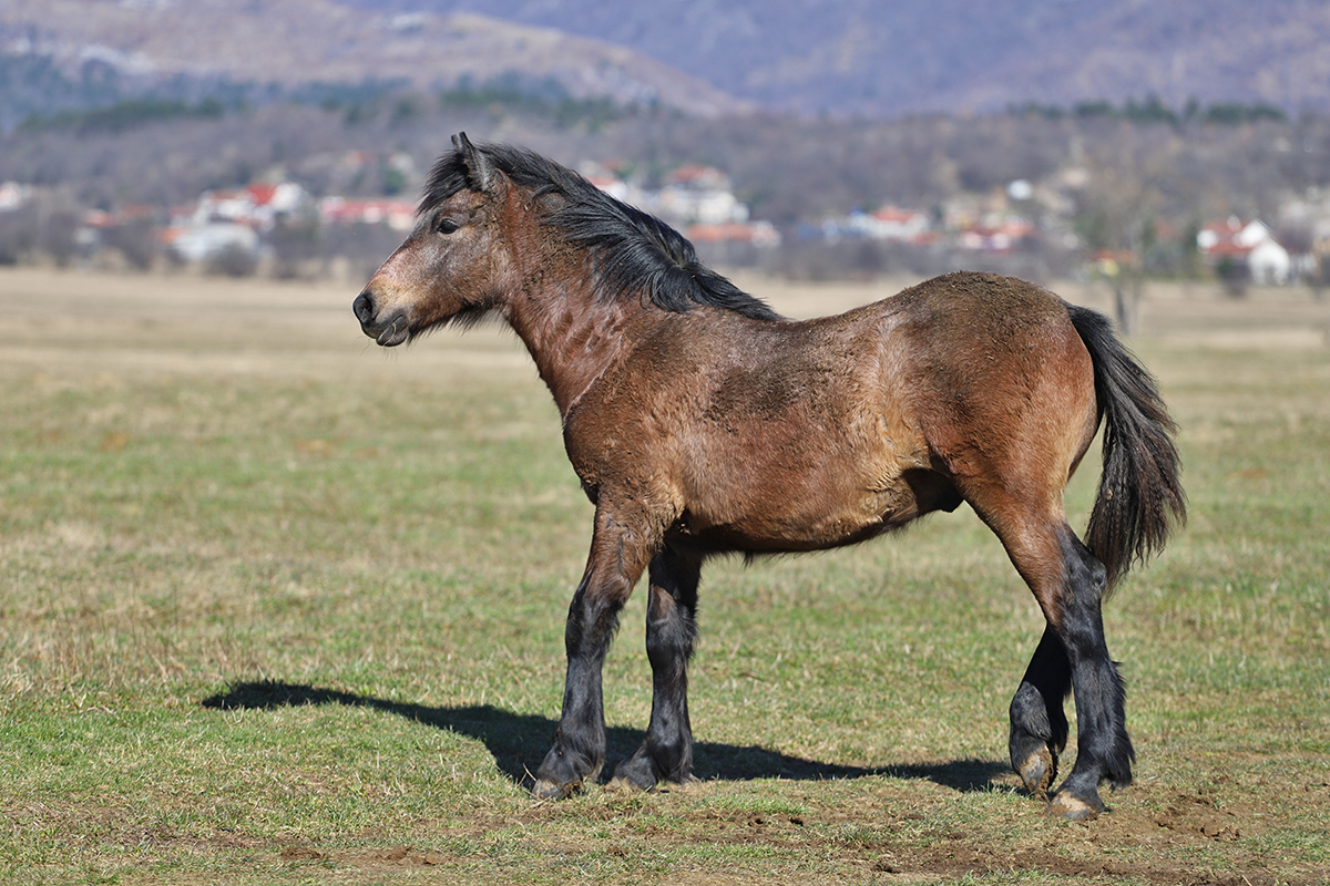 konj7