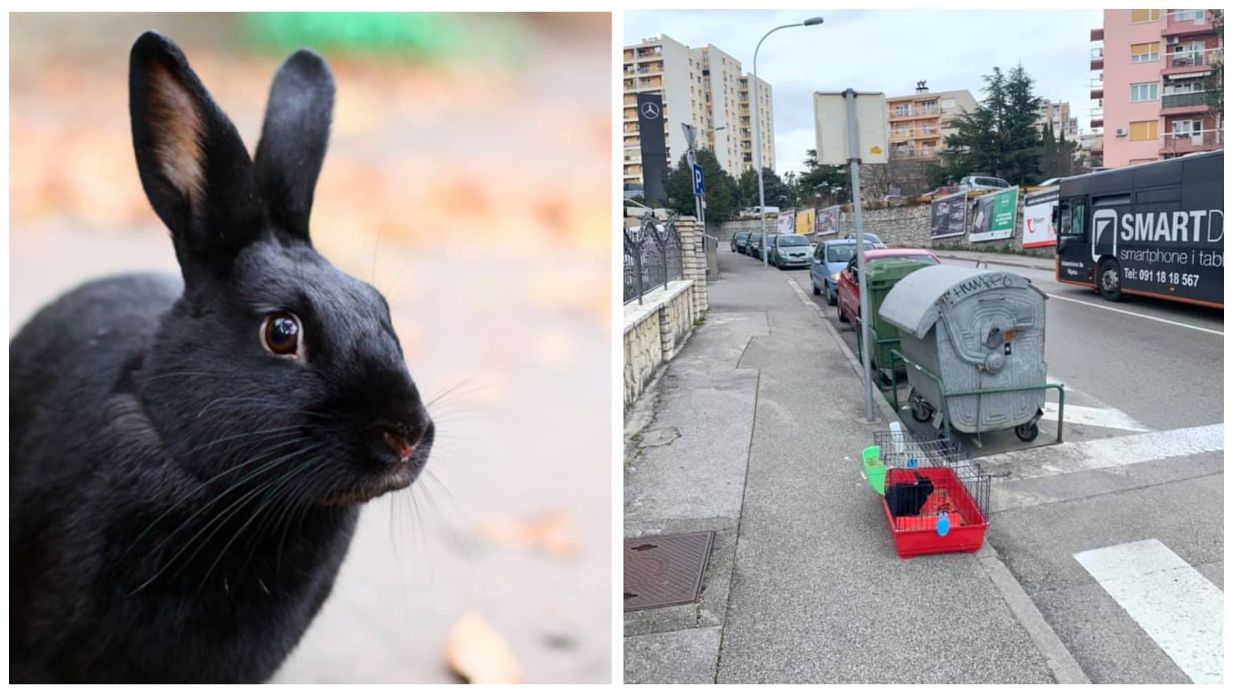 zec vežica kontejner kolaž