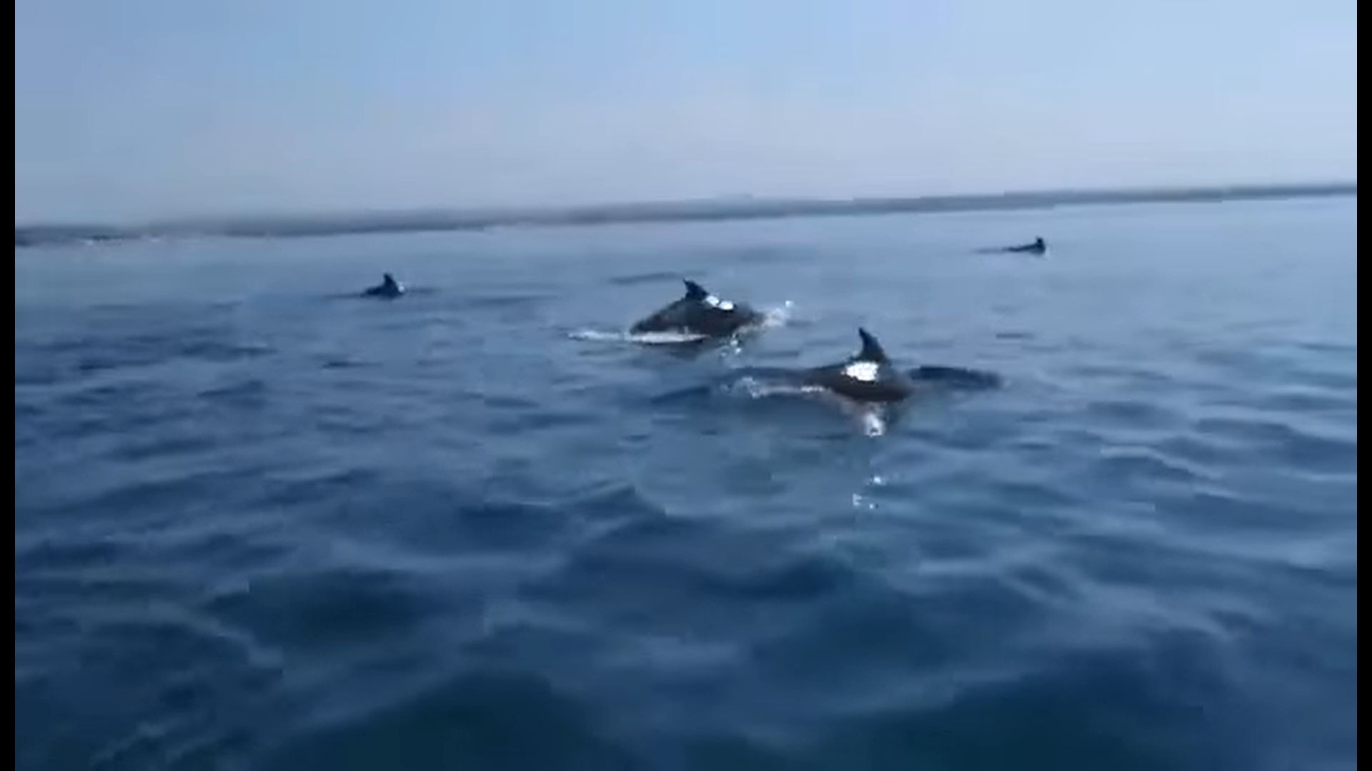 dupini umag istramet dupini umag istramet